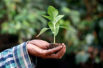 Close-up of farmer's hand holding seedling. Ba Ria. Vietnam.  