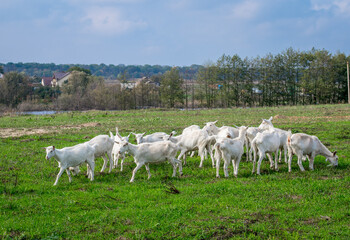 Fototapeta na wymiar White goats in a meadow of a goat farm