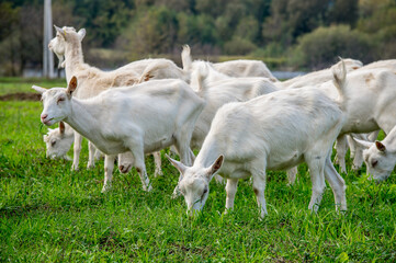 Obraz premium White goats in a meadow of a goat farm