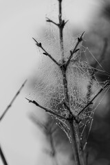 ragnatela bagnata sul melograno