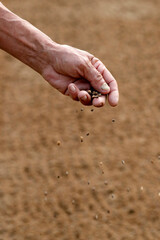 Organic vegetable gardens in Tra Que Village. Farmer at work.  Hoi An. Vietnam.  11.08.2017