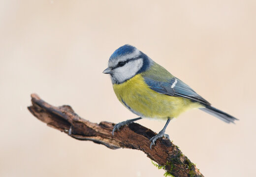 Blue tit ( Cyanistes caeruleus ) close up