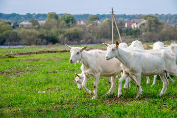 Fototapeta premium White goats in a meadow of a goat farm