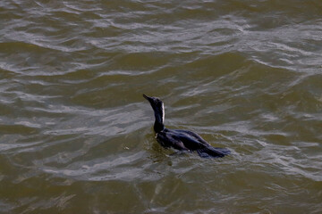 Obraz premium cormorant bird fishing in Mantua lake cormorant bird fishing in Mantua lake