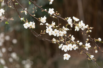 pesco in fiore