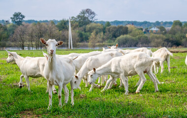 Obraz na płótnie Canvas White goats in a meadow of a goat farm