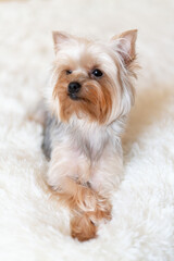 Fototapeta premium A Yorkshire Terrier puppy on a light background, looking directly at the camera