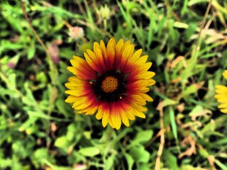 Yellow orange flower with green grass in background in dramatic tone colours