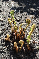 Fern before roll out / Farnwedel vor dem Ausrollen