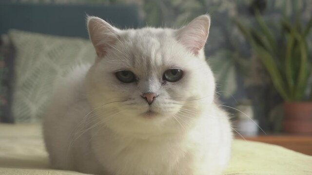  Cat looks around close up. White domestic cat with green eyes, scottish straight, looks. Pets cats video.