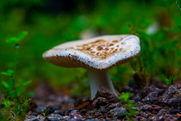 mushrooms in the forest