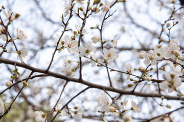 pesco in fiore