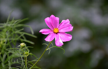Feathery cosmos delicate summer flower