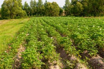 Fototapeta na wymiar Aerial view over blooming potato field. Potato beds are planted in straight rows. Organic potatoes cultivation.