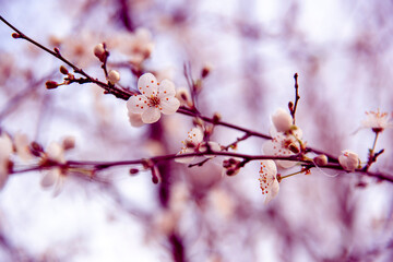 pesco in fiore