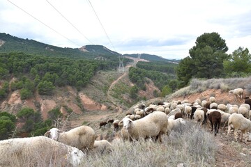 Fototapeta premium High voltage line with flock of sheep grazing to avoid mechanical clearing. Mountain area in Calahorra, La Rioja.