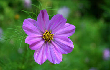 Fototapeta premium Feathery cosmos delicate summer flower