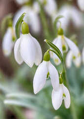 Schneeglöckchen Galanthus, Pflanzengattung der Amaryllisgewächse.