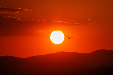 sunset over the mountains and silhouette of a bird flying