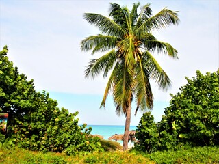 Strand in Varadero, Palmen