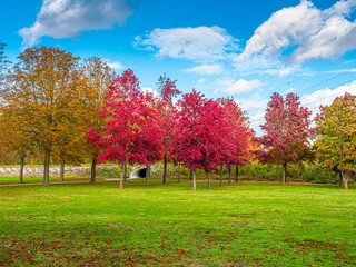 Naklejka premium Couleurs d'automne