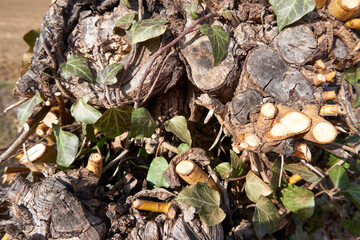 tree with holes on a sunny day