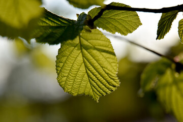Fototapeta na wymiar young hazel leaves spring summer day