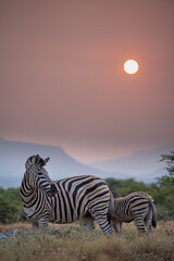 Obraz na płótnie Canvas Zebra at sunset