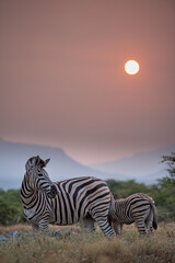 Zebra at sunset