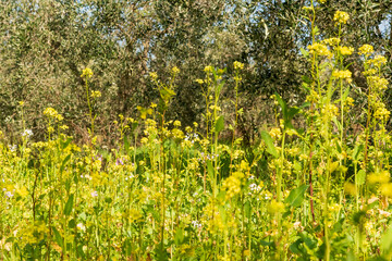 fiori di senape