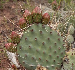 Cactus in Zion National Park, Utah