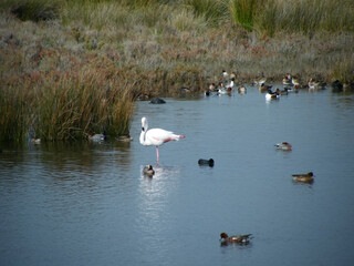 Flamingo entre Patos