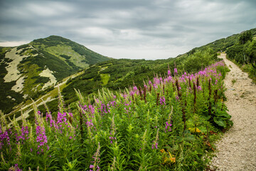 Dramatic landscape of Mala Fatra mountains with flowers in Slovakia