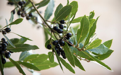 alloro