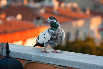 pigeon on the roof
