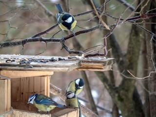 Obraz na płótnie Canvas Great tits and blue tit on a feeding trough in the forest.