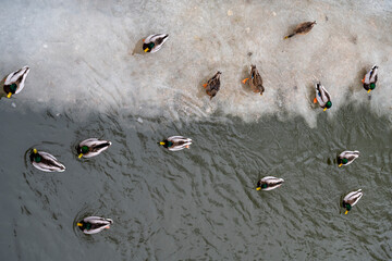 Ducks viewed from above in winter