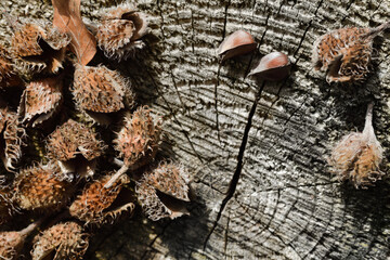 Empty beech seed pods, so-called Bucheggern, lie on a monochrome tree shed as a background
