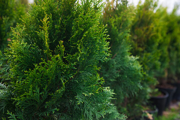 Saplings coniferous trees in pots in plant nursery