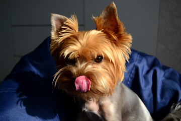 Cute adorable puppy portrait. Dog at home. Grooming yorkshire terrier