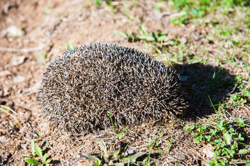 Prickly hedgehog on the grass