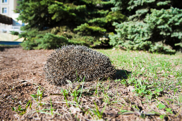 Prickly hedgehog on the grass