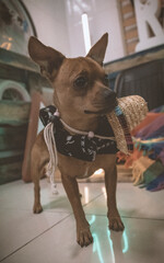 chihuahua con pañuelo y sombrero 