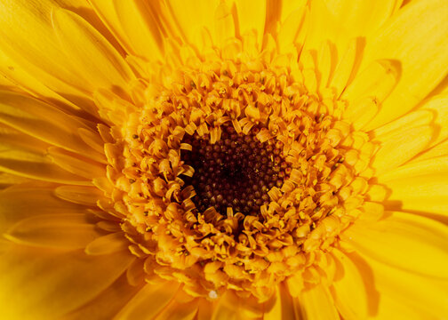 Close-up yellow gerber daisy