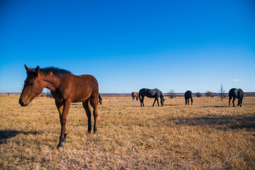 Horses graze under a clear sky