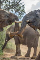 Fototapeta premium african elephants greeting