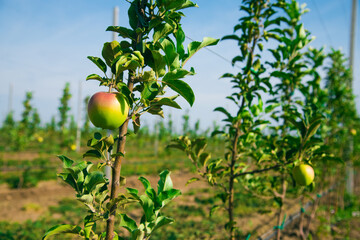 A ripe apple on a branch