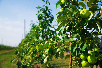 Young apple trees in the garden