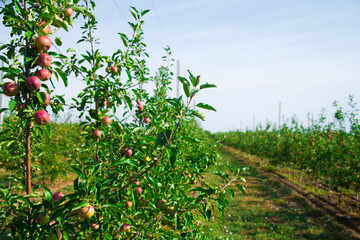 Fototapeta na wymiar Young apple trees in the garden