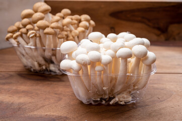 Shimeji edible mushrooms native to East Asia, buna-shimeji is widely cultivated and rich in umami tasting compounds